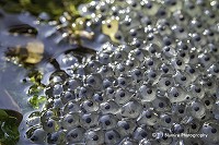 March Wildlife in the Garden