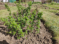 On my allotment in April
