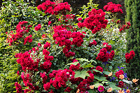 Plant of the month - June