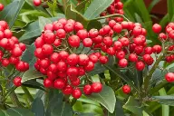 Plant of the month - January