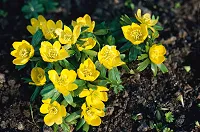 Plant of the Month - February