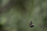 September Wildlife in the Garden