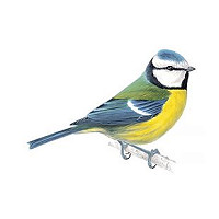 Talk on garden birds