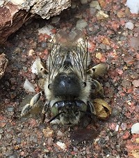 July Wildlife in the Garden
