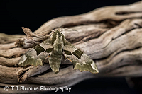 May Wildlife in the Garden