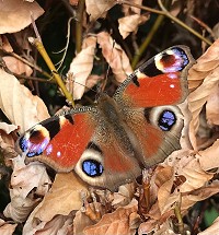 August Wildlife in the Garden