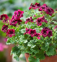 First meeting of 2020